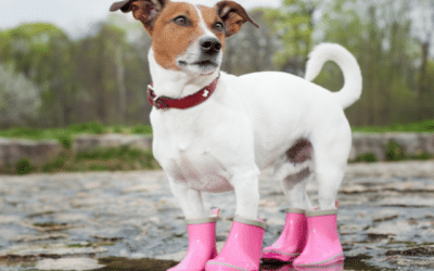 Online περιοδικό CricksyDog 18 Άνοιξη βροχή και σκύλοι: Πώς να προετοιμαστείς για το απρόσμενο καιρό;