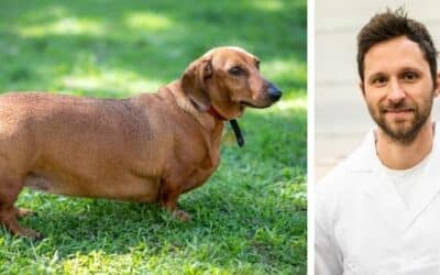 Online περιοδικό CricksyDog 18 Ανησυχώ για τον έξι ετών δασχούνδ μου που φαίνεται να είναι συνεχώς πεινασμένος και δυστυχώς έχει γίνει υπέρβαρος. Τι μπορώ να κάνω για να τον βοηθήσω να επανέλθει στο ιδανικό του βάρος;