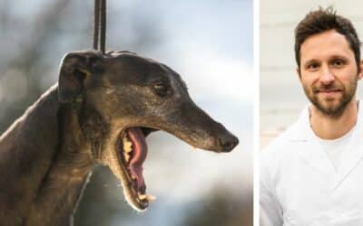 Online περιοδικό CricksyDog 16 Ο διασωθείς σκύλος μου έχει πολύ κακή αναπνοή. Η Jenna είναι περίπου 4 ετών και περίπου μισό χρόνο πριν την έφερα από το καταφύγιο. Από τότε τρώει ποιοτική τροφή, αλλά η αναπνοή της παραμένει δυσάρεστη. Τι μπορώ να κάνω;