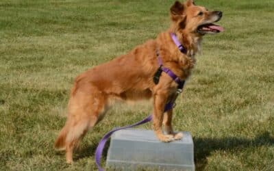 Online περιοδικό CricksyDog 17 Παλιός σκύλος, όχι γέρος σκύλος: η φροντίδα των ηλικιωμένων σκύλων