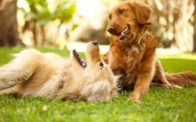 Online περιοδικό CricksyDog 24 Προκλήσεις Τέλους Άνοιξης: 7+1 Εξωτερικά Παιχνίδια για τον Σκύλο σου