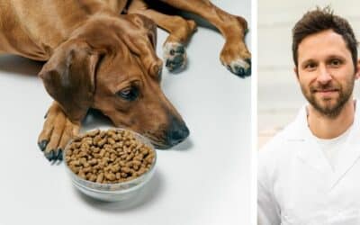 Online περιοδικό CricksyDog 19 Η Μπέλλα δεν τρώει την ξηρά τροφή. Από πολύ μικρή ηλικία έπαιρνε πάντα κονσέρβα και τώρα θα θέλαμε να τη μεταφέρουμε στην ξηρά τροφή. Της έχω αγοράσει αρκετές ποικιλίες, αλλά δεν θέλει να τις αγγίξει. Πώς μπορώ να την συνηθίσω; Η Μπέλλα είναι μια δύο ετών θηλυκή σκύλα ράτσας Ridgeback. Τι θα πρότεινες;