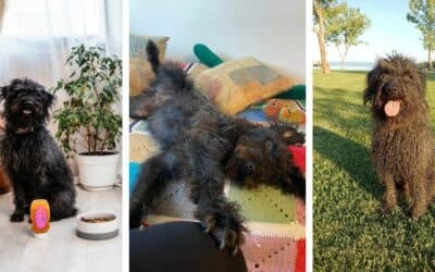 Online περιοδικό CricksyDog 17 Το Μυστικό του CricksyDog: Η Ιστορία του Τέο, του Πιστού Κύριου Γευσιγνώστη