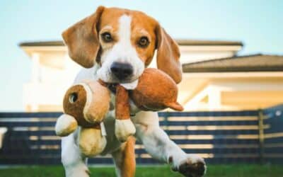 Online περιοδικό CricksyDog 22 Βιταμίνες και μέταλλα στη διατροφή των σκύλων: Γιατί είναι ζωτικής σημασίας;