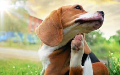 Online περιοδικό CricksyDog 18 Σκύλοι και αλλεργίες: Αναγνώριση και αποτελεσματικές μέθοδοι θεραπείας