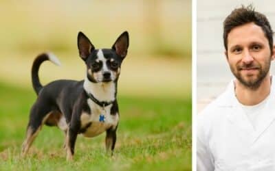 Online περιοδικό CricksyDog 22 Ποια τροφή θα ήταν η καλύτερη για τη Λούνα και τον Μέρλιν, τα δύο τσιουάουα;