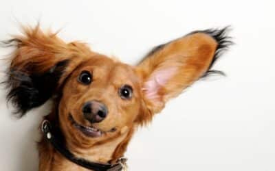 Online περιοδικό CricksyDog 24 Είναι σε κίνδυνο τα αυτιά του σκύλου σας; Έτσι θα αποτρέψετε τις φλεγμονές το καλοκαίρι!