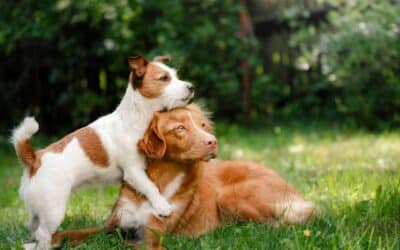 Online περιοδικό CricksyDog 23 Έτοιμοι για τον Δεύτερο Σκύλο; 7 Συμβουλές που Πρέπει Οπωσδήποτε να Λάβετε Υπόψη!