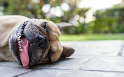 Online περιοδικό CricksyDog 21 Πώς να Προστατεύσετε τον Σκύλο σας από τον Καλοκαιρινό Καύσωνα; 7 Συμβουλές από Ειδικούς!