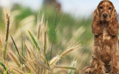 Online περιοδικό CricksyDog 19 Μυστική Απειλή του Καλοκαιριού: Το Αγκαθωτό Στάχυ του Κριθαριού