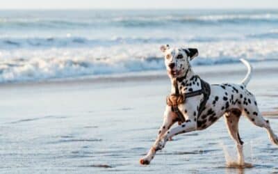 Online περιοδικό CricksyDog 18 Σκυλίσιο μπάνιο 101: Όλα όσα πρέπει να γνωρίζετε