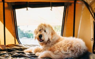 Online περιοδικό CricksyDog 23 Όλα για τις Διακοπές με Σκύλο: Πώς να Κάνετε τις Κοινές Διακοπές Τέλειες