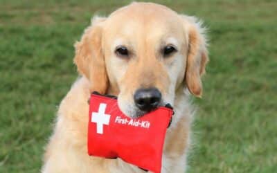 Online περιοδικό CricksyDog 22 Οικιακή Πρώτη Βοήθεια: Προετοιμασία για Έκτακτες Ανάγκες!