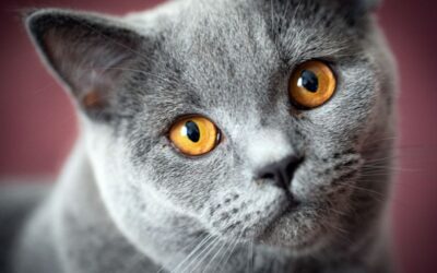 Οδηγός Φροντίδας για την Βρετανική Κοντότριχη Γάτα