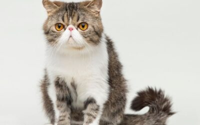 Γατίσιος μπλογκ 24 Οδηγός Φροντίδας για Εξωτική Κοντότριχη Γάτα