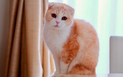 Οδηγός για τη Σκωτσέζικη Γάτα με Διπλωμένα Αυτιά