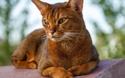 Γατίσιος μπλογκ 24 Οδηγός Φροντίδας Γάτας Αβησσυνίας για Ιδιοκτήτες