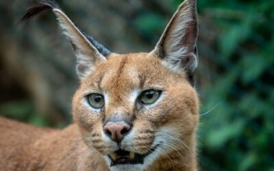 Μοναδικά Γατάκια Καραβέλα Για Υιοθεσία!