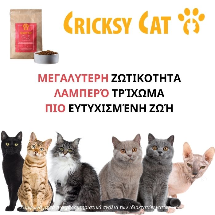 Jasper Ξηρά Τροφή για Γάτες με Αρνί 9 Jasper Ξηρά Τροφή για Γάτες με Αρνί - Image 9