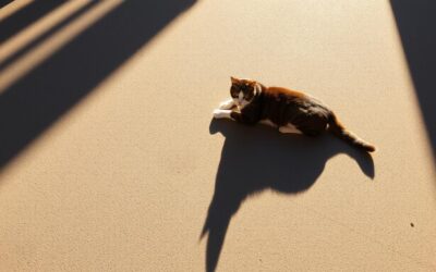 Αναζήτηση σκιάς στη ζέστη από γάτα – Όλα όσα πρέπει να ξέρεις!