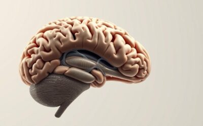 Νευροβιολογία σκύλου – Όλα όσα πρέπει να ξέρεις!