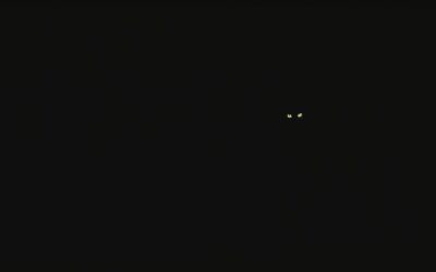 Νυχτερινό κυνήγι γάτας – Όλα όσα πρέπει να ξέρεις!