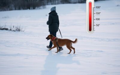 Πόσοι βαθμοί είναι το όριο για να μην βγάλεις τον σκύλο βόλτα τον χειμώνα;