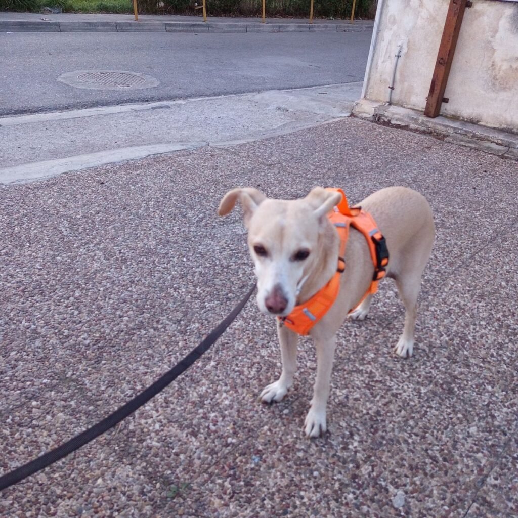 Cane Corso 117 Εικόνα #1 από Νικολιτσα Χασουρα