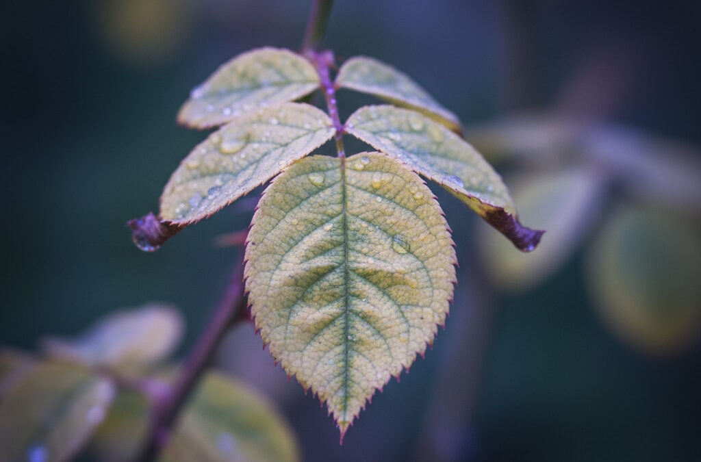 Σωστή διατροφή για κουτάβια: Ο ρόλος του αγριοτριαντάφυλλου