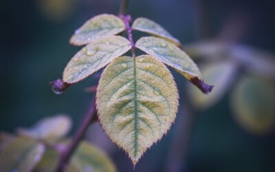 Πόσο πρέπει να ταΐζετε το κουτάβι σας (πλήρης οδηγός) 4 Σωστή διατροφή για κουτάβια: Ο ρόλος του αγριοτριαντάφυλλου