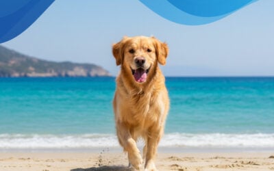 Παραλία σκύλου: Κάντε διακοπές δίπλα στη θάλασσα