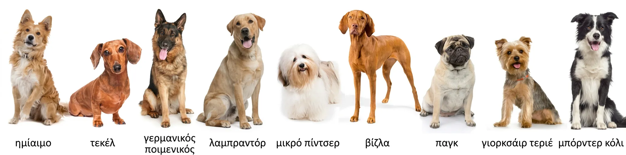 ντάτσχουντ, γερμανικός ποιμενικός, λαμπραντόρ, χαβανέζε, ουγγρική βίζλα, παγκ, γιόρκσαϊρ τεριέ, μπόρντερ κόλεϊ