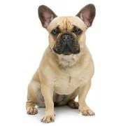 gr 2024 09 francia bulldog