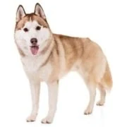 gr 2024 09 husky