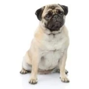 gr 2024 09 mopsz
