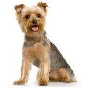 gr 2024 09 yorkshiere terrier