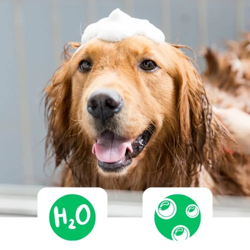 gr Chloe shampoo fejlesztve 1