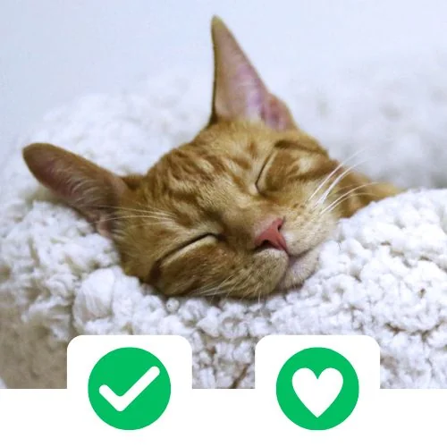 gr CricksyCat fejlesztve 1
