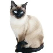 gr Siamese