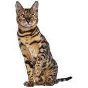 gr bengal cat