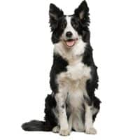 gr border collie0