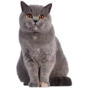 gr british shorthair