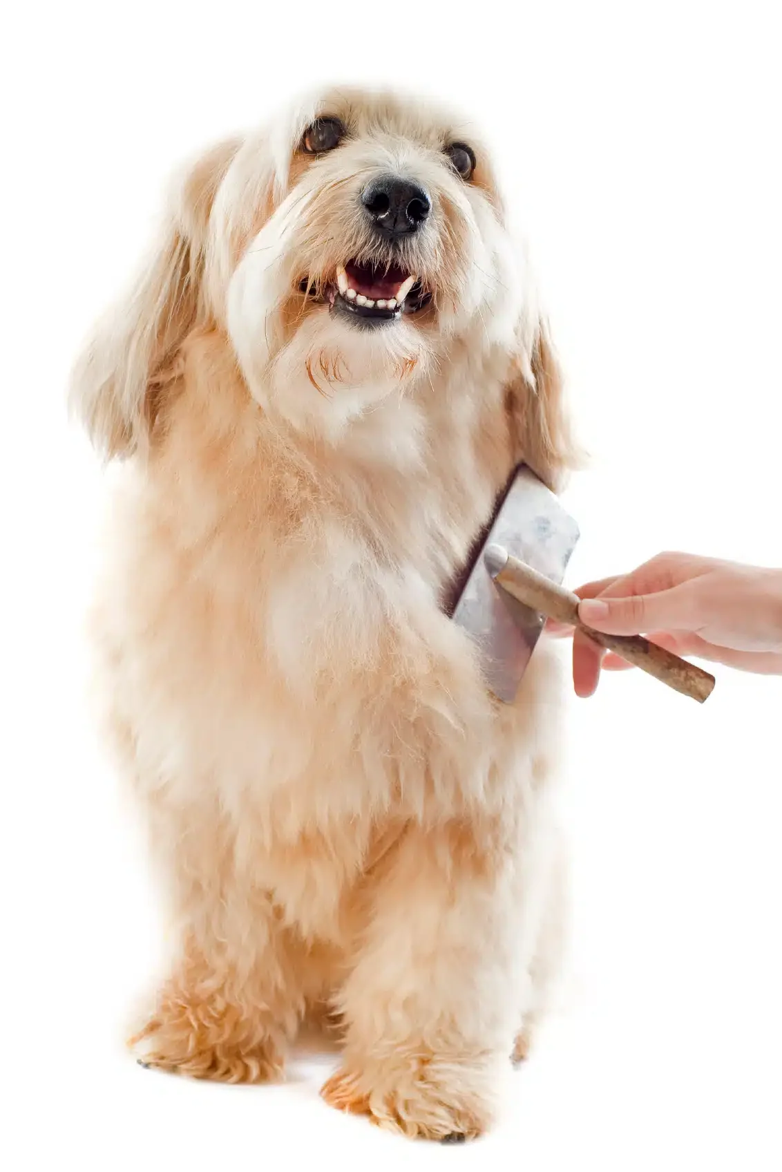 gr brushing
