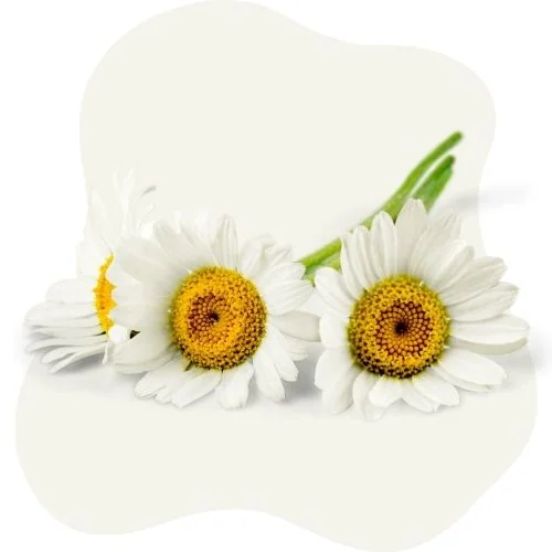 gr chamomile