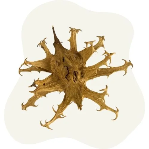 gr devil claw