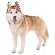 gr husky