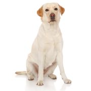 gr labrador