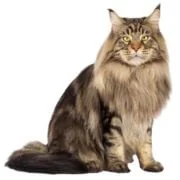 gr maine coon