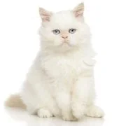 gr persian
