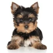 gr puppy Yorkshire Terrier